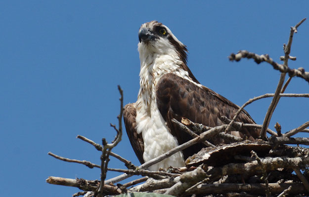 FISCHADLER, OSPREY, PANDION HALIAETUS