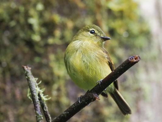 GELBZÜGEL-SCHNÄPPERTYRANN, FLAVESCENT FLYCATCHER - MYIOPHOBUS FLAVICANS