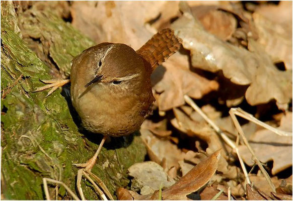 ZAUNKÖNIG, WREN, TROGLODYTES TROGLODYTES