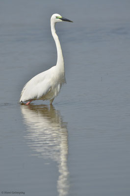 SILBERREIHER, GREAT EGRET, EGRETTA ALBA