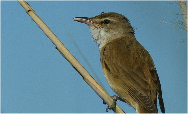 DROSSELROHRSÄNGER, GREAT REED WARBLER, ACROCEPHALUS ARUNDINACEUS