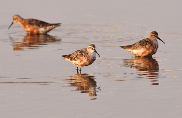 SICHELSTRANDLÄUFER, CURLEW SANDPIPER, CALIDRIS FERRUGINEA