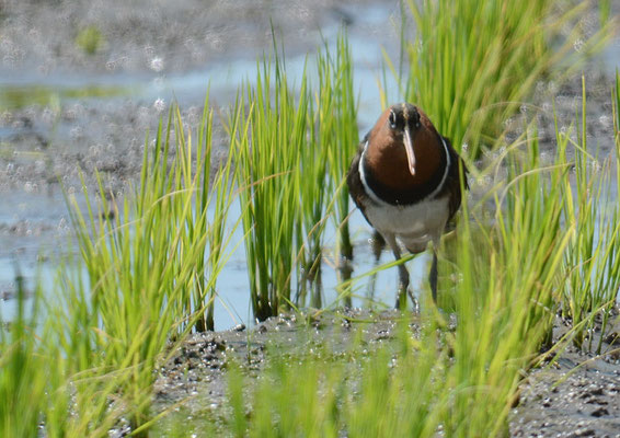 GOLDSCHNEPFE, GREATER PAINTED-SNIPE, ROSTRATULA BENGHALENSIS