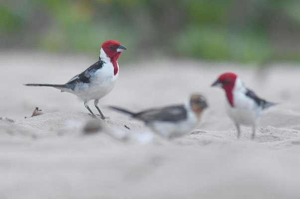 DOMINIKANERKARDINAL, RED-COWLED CARDINAL, PAROARIA DOMINICANA