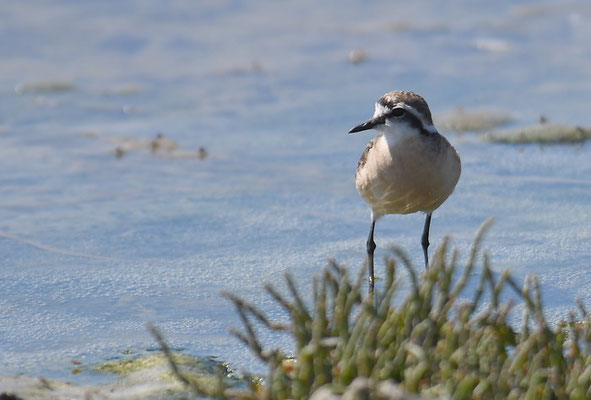 HIRTENREGENPFEIFER, KITTLITZ´S PLOVER, CHARADRIUS PECUARIUS