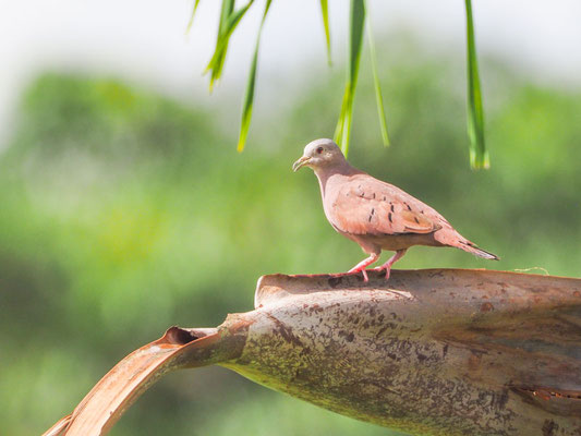 Rosttäubchen, Ruddy Ground-Dove - Columbina talpacoti
