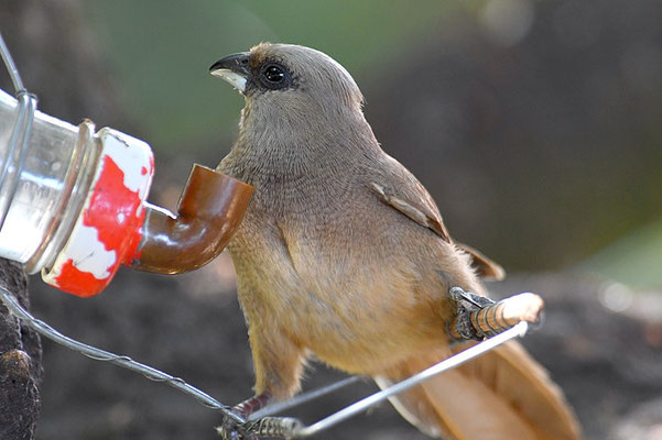 BRAUNFLÜGEL-MAUSVOGEL, SPECKLED MOUSEBIRD, COLIUS STRIATUS
