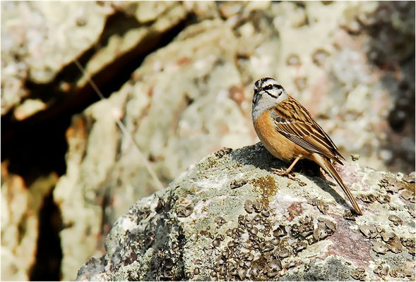 ZIPPAMMER, ROCK BUNTING, EMBERIZA CIA