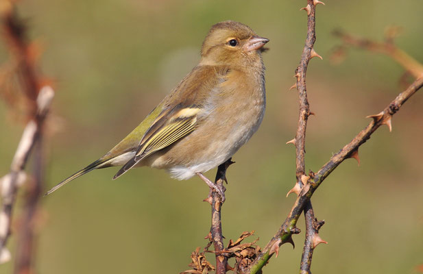 BUCHFINK, CHAFFINCH, FRINGILLA COELEBS