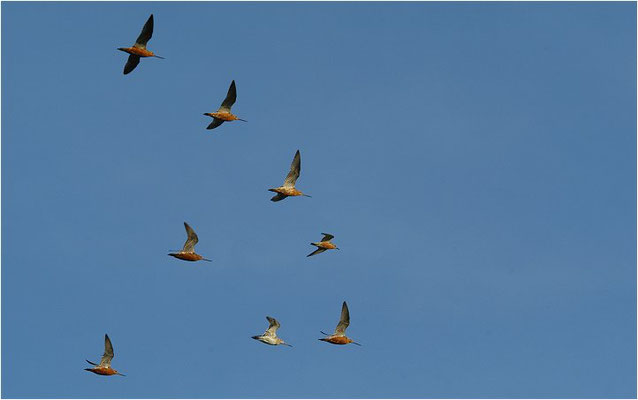 PFUHLSCHNEPFE, BAR-TAILED GODWIT, LIMOSA LAPPONICA