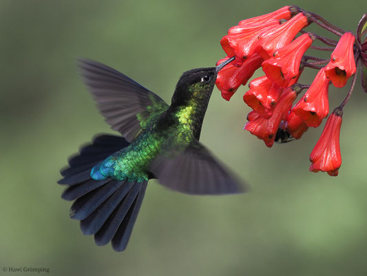 TALAMANCA-KOLIBRI, ADMIRABLE HUMMINGBIRD, EUGENES SPECTABILIS