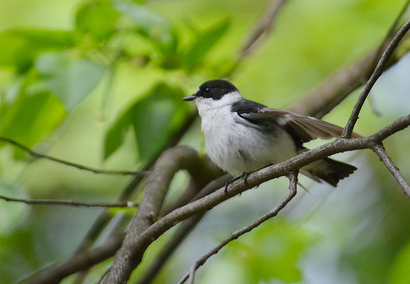 HALSBANDSCHNÄPPER, COLLARED FLYCATCHER, FICEDULA ALBICOLLIS