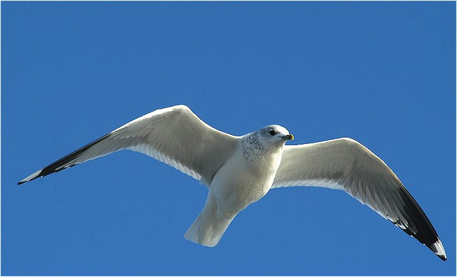 STURMMÖWE, MEW GULL (COMMON GULL), LARUS CANUS