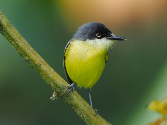 GELBBAUCH-SPATELTYRANN, COMMON TODY-FLYCATCHER - TODIROSTRUM CINEREUM
