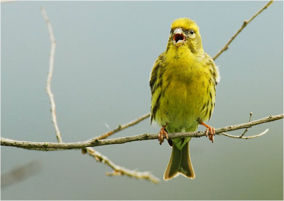 GIRLITZ, SERIN, SERINUS SERINUS