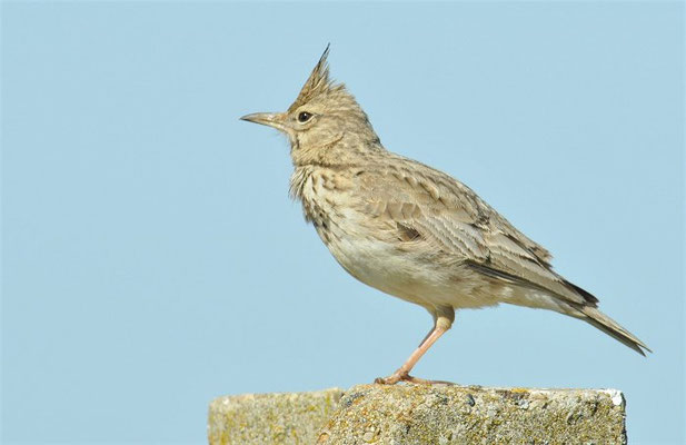 HAUBENLERCHE, CRESTED LARK, GALERIDA CRISTATA