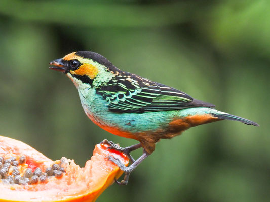 GOLDOHRTANGARE, GOLDEN-EARED TANAGER - TANGARA CHRYSOTIS