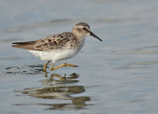 WIESENSTRANDLÄUFER, LEAST SANDPIPER, CALIDRIS MINUTILLA
