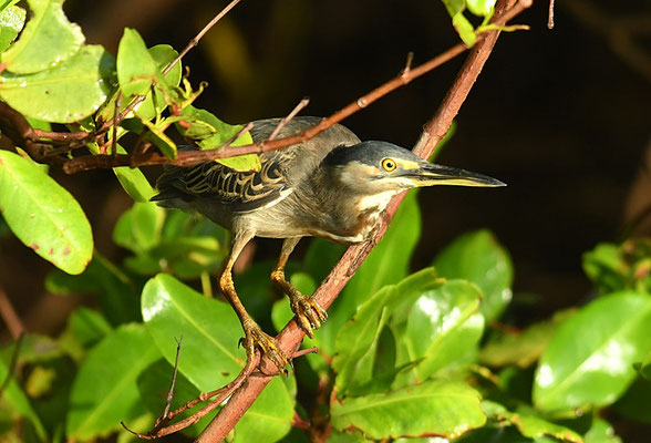 MANGROVENREIHER, STRIATED HERON, BUTORIDES STRIATA