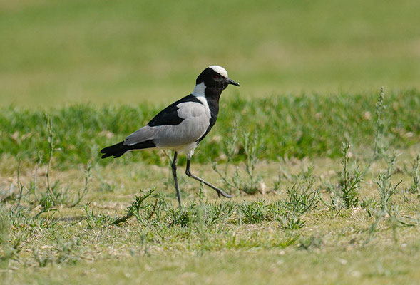 WAFFENKIEBITZ, BLACKSMITH LAPWING, VANELLUS ARMATUS