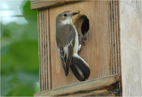 TRAUERSCHNÄPPER, PIED FLYCATCHER, FICEDULA HYPOLEUCA