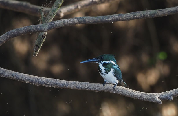 GRÜNFISCHER, GREEN KINGFISHER, CHLOROCERYLE AMERICANA