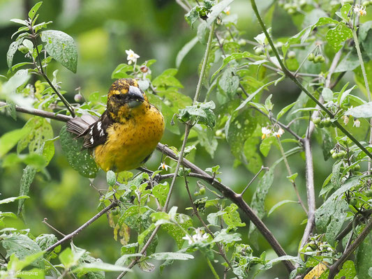 GOLDBAUCH-KERNKNACKER, BLACK-BACKED GROSBEAK - PHEUCTICUS AUREOVENTRIS