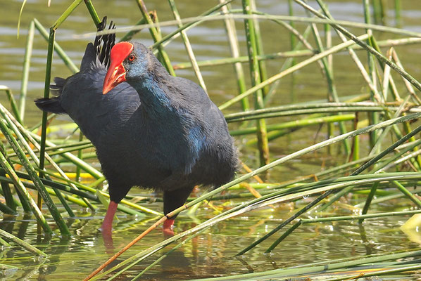 PURPURHUHN, PURPLE SWAMPHEN, PORPHYRIO PORPHYRIO