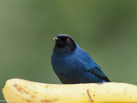 MASKENHAKENSCHNABEL, MASKED FLOWERPIERCER - DIGLOSSA CYANEA