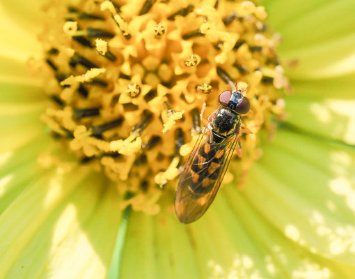 MATTE SCHWARZKOPFSCHWEBFLIEGE, MELANOSTOMA SCALARE