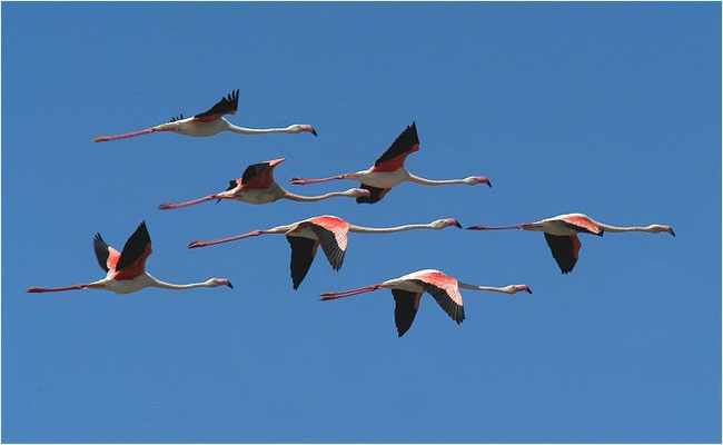 ROSAFLAMINGO, FLAMINGO, PHOENICOPTERUS ROSEUS