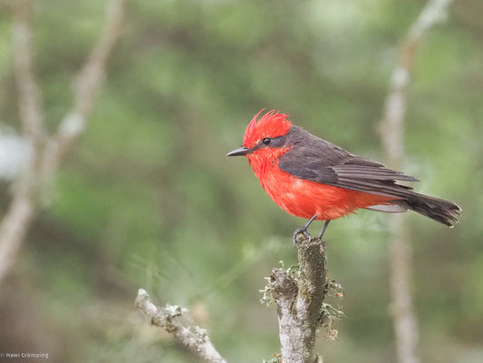 RUBINTYRANN, VERMILION FLYCATCHER - PYROCEPHALUS RUBINUS