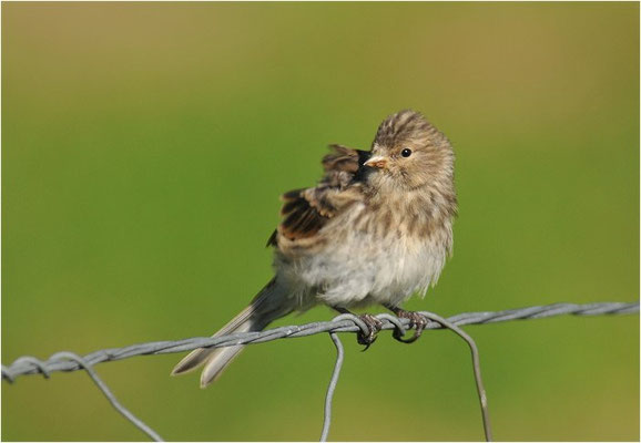 BERGHÄNFLING, TWITE, CARDUELIS FLAVIROSTRIS