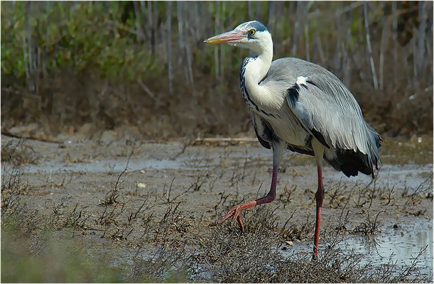 GRAUREIHER, GREY HERON, ARDEA CINEREA