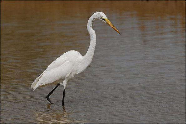 SILBERREIHER, GREAT WHITE EGRET, EGRETTA ALBA