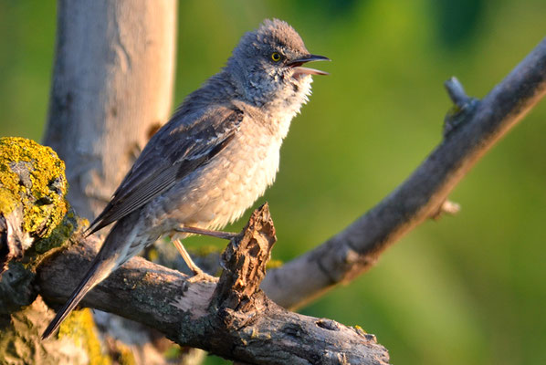 SPERBERGRASMÜCKE, BARRED WARBLER, SYLVIA NISORIA