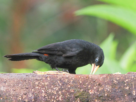 Scharlachbürzelkassike, scarlet-rumped cacique - cacicus uropygialis