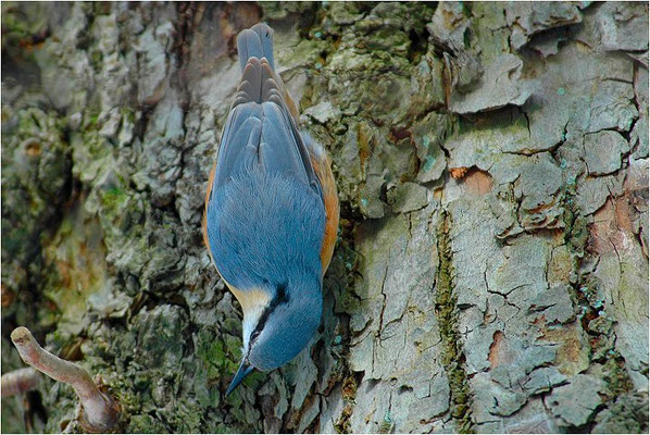 KLEIBER, NUTHATCH, SITTA EUROPAEA