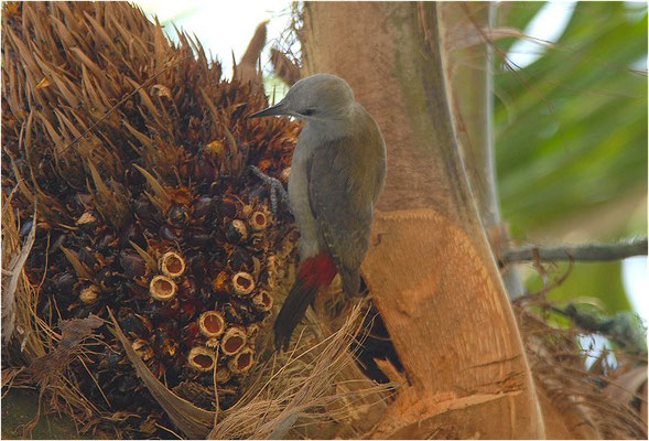 GRAUBRUSTSPECHT, GREY WOODPECKER, DENDROPICUS GOERTAE