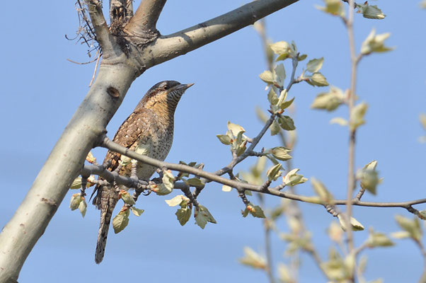 WENDEHALS, WRYNECK, JYNX TORQUILLA