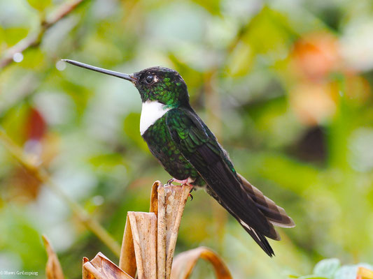 BRUSTBAND-ANDENKOLIBRI, COLLARED INCA - COELIGENA TORQUATA
