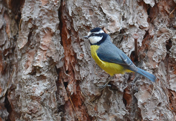 TENERIFFAMEISE, CANARY ISLANDS TIT, PARUS TENERIFFAE