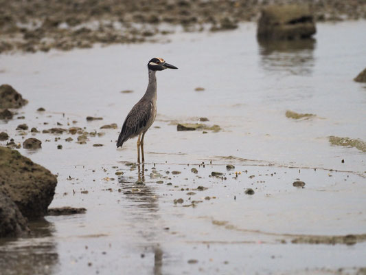 Krabbenreiher, Yellow-crowned Night-Heron - Nyctanassa violacea