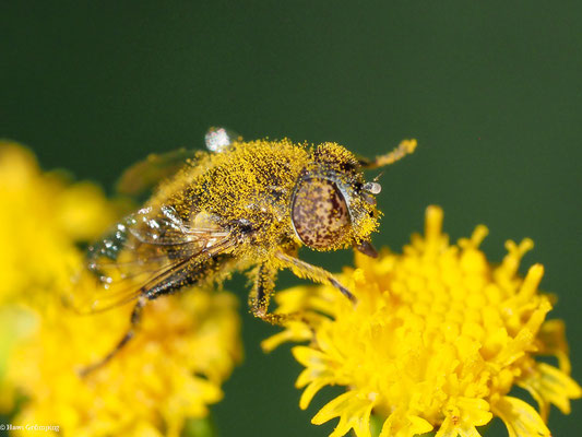 MATTE SCHWARZKOPFSCHWEBFLIEGE, MELANOSTOMA SCALARE