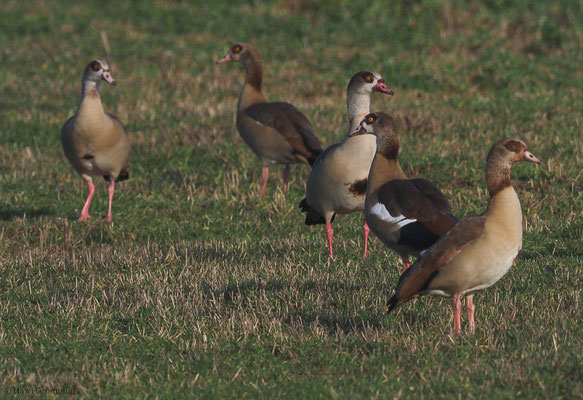 NILGANS, EGYPTIAN GOOSE, ALOPOCHEN AEGYPTIACA