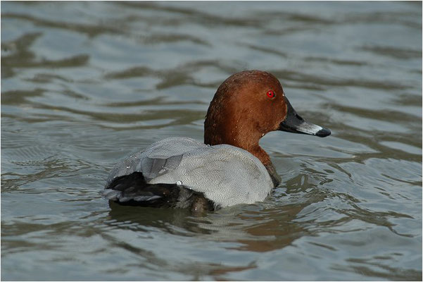 TAFELENTE, POCHARD, AYTHYA  FERINA