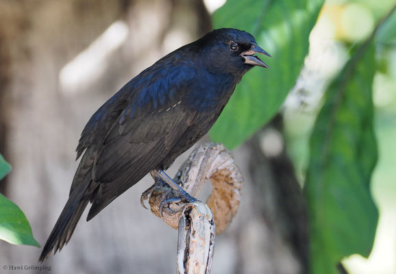 BRAUNSCHULTERSTÄRLING, TAWNY-SHOULDERED BLACKBIRD, AGELAIUS HUMERALIS 