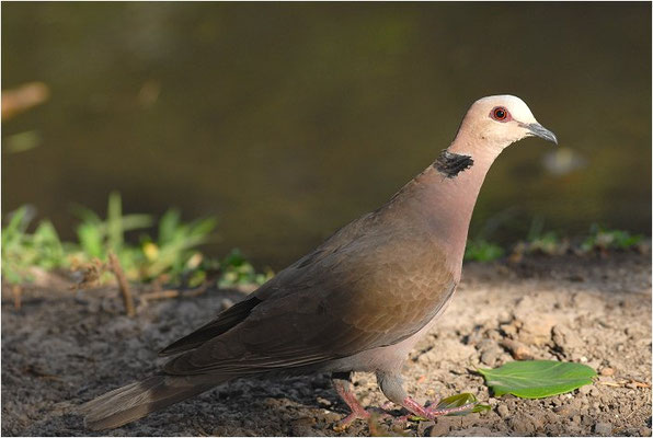 HALBMONDTAUBE, RED-EYED DOVE, STREPTOPELIA SEMITORQUATA