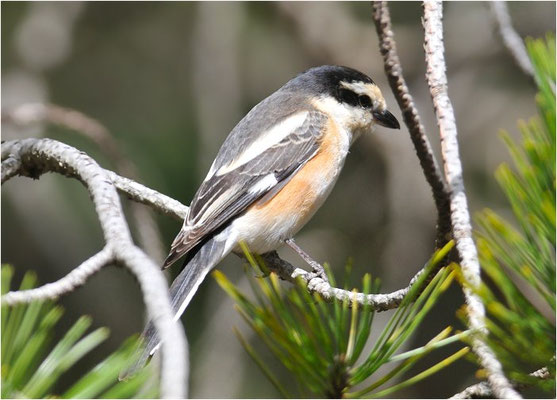 MASKENWÜRGER, MASKED SHRIKE, LANIUS NUBICUS
