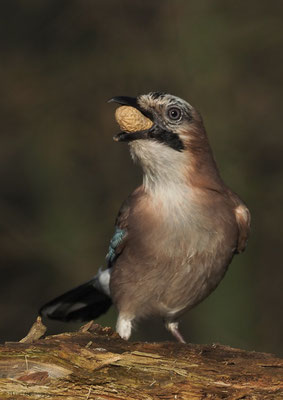 EICHELHÄHER, JAY, GARRULUS GLANDARIUS